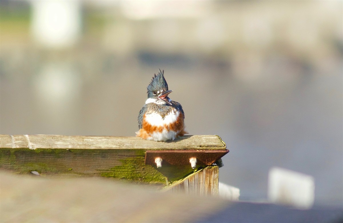 Belted Kingfisher - ML46180511