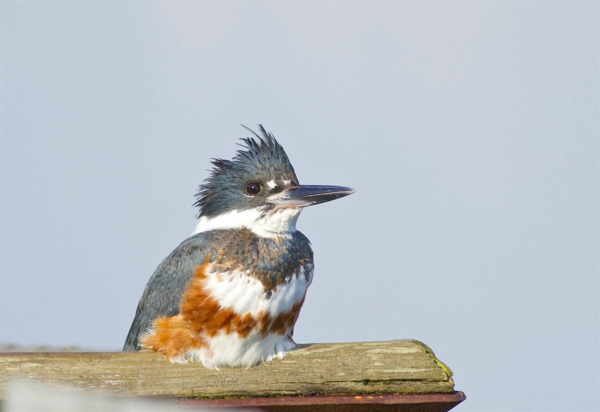 Belted Kingfisher - Kathryn Keith