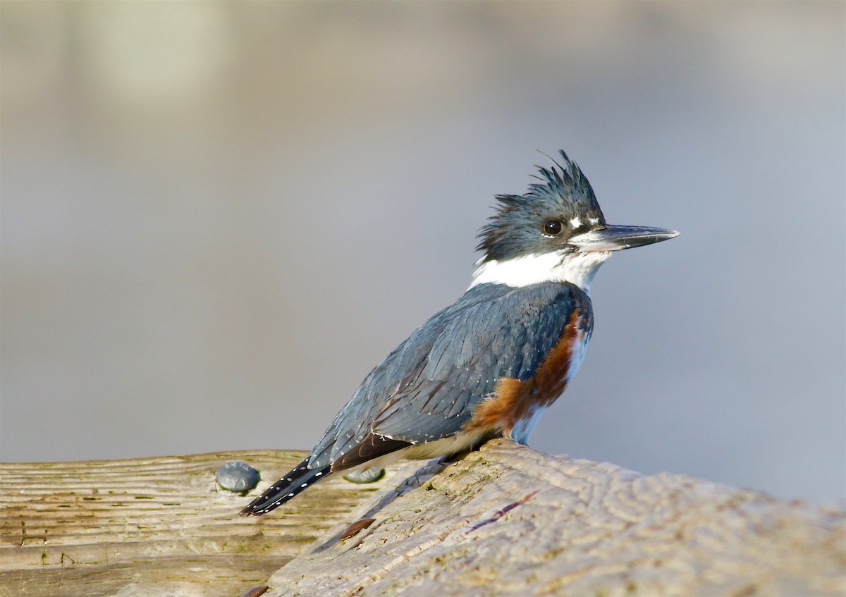 Belted Kingfisher - ML46180531