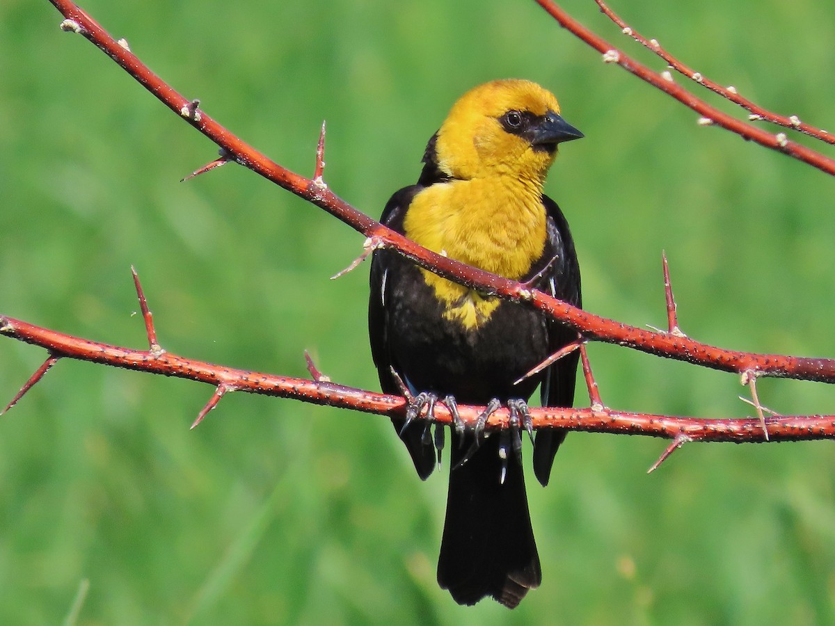Yellow-headed Blackbird - ML461809721