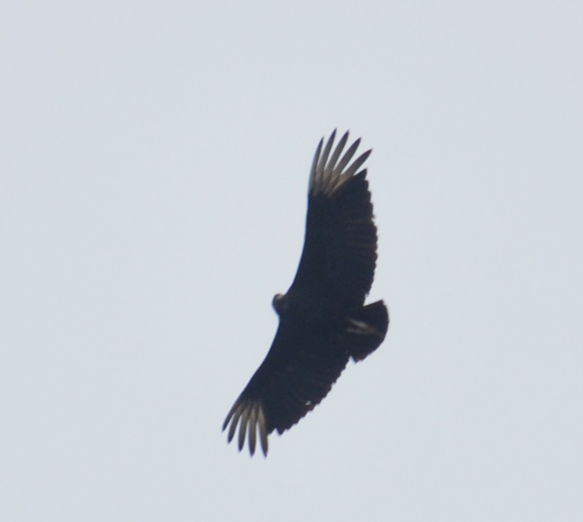 Black Vulture - ML46181021