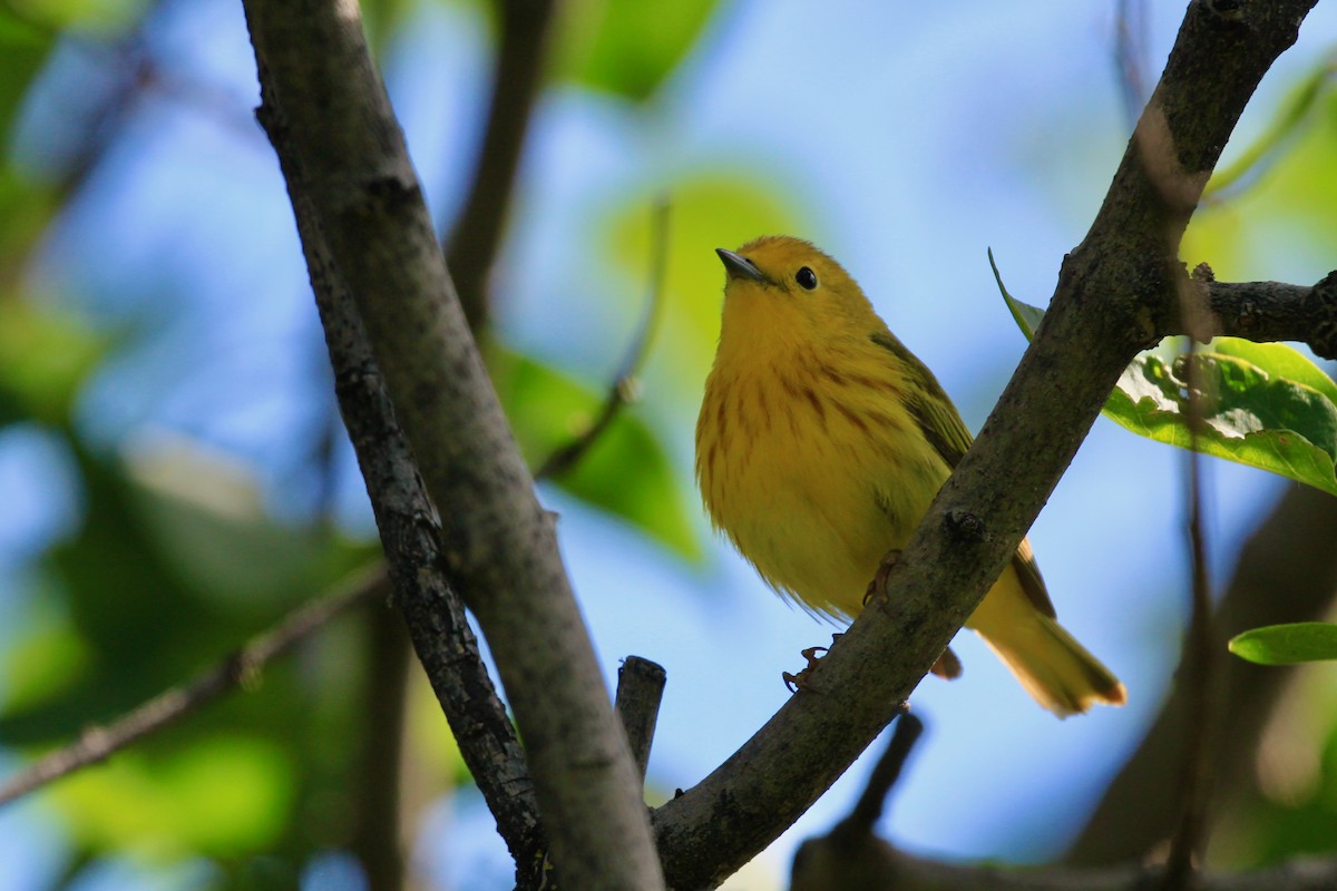 Yellow Warbler (Northern) - Andrew Thomas 🦅🪶