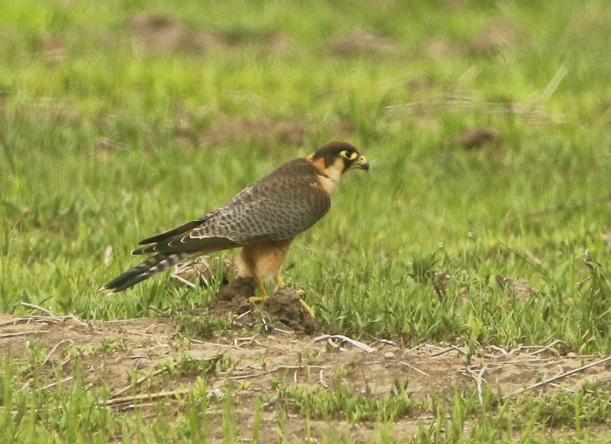 Red-necked Falcon - ML461838521