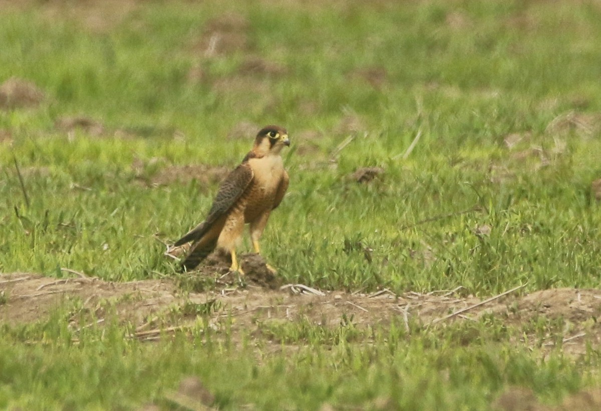 Red-necked Falcon - ML461838531