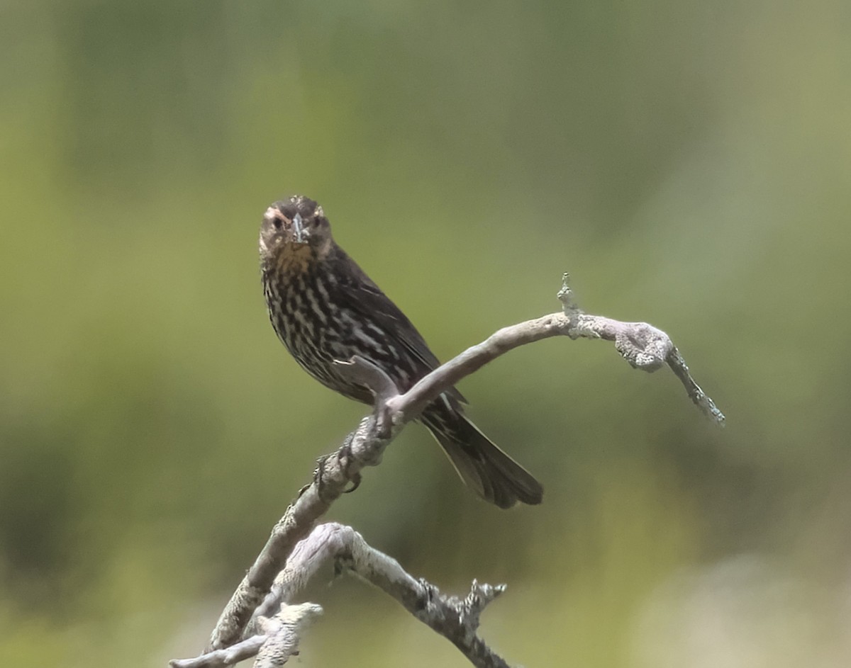 Red-winged Blackbird - Mass Audubon North Shore