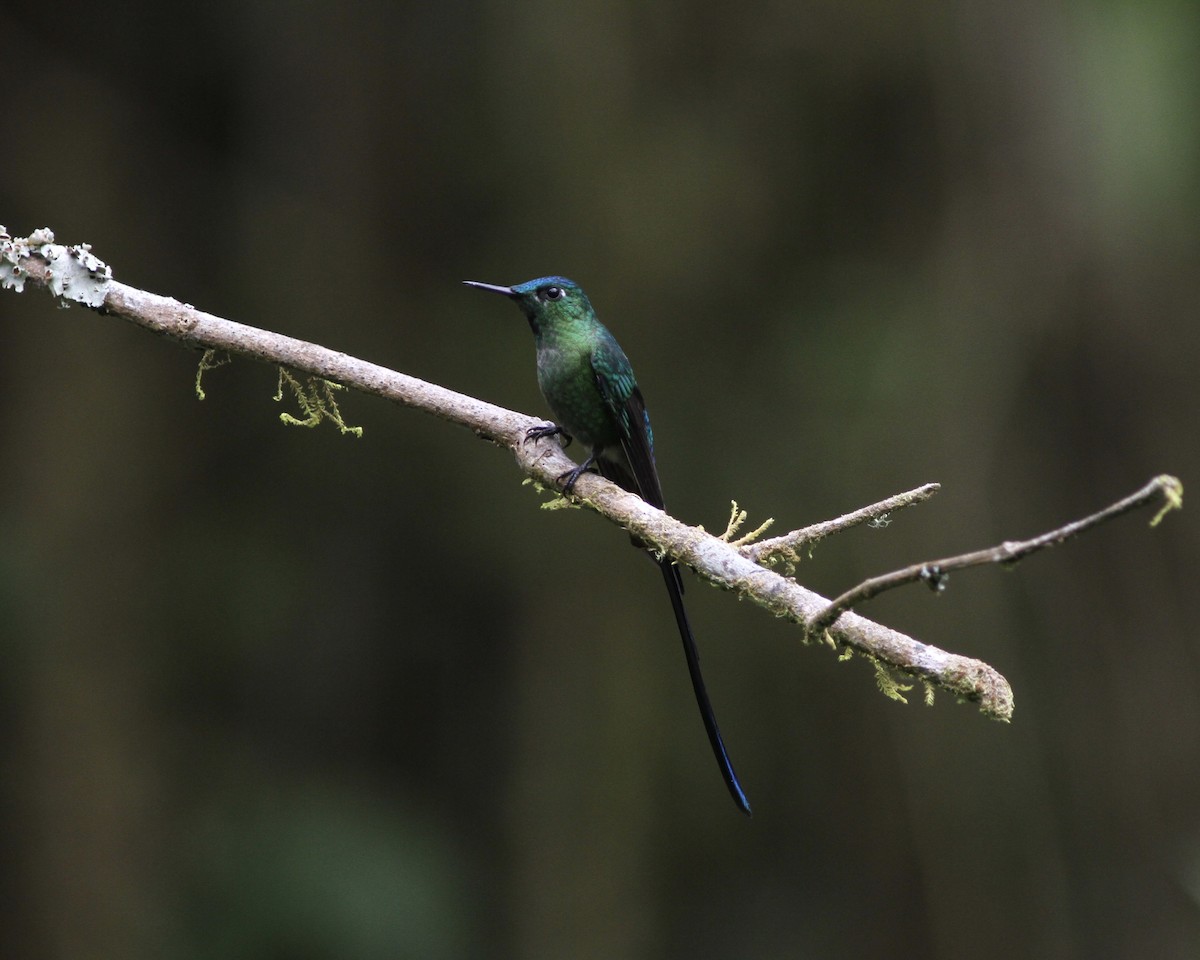 Long-tailed Sylph - ML461841221