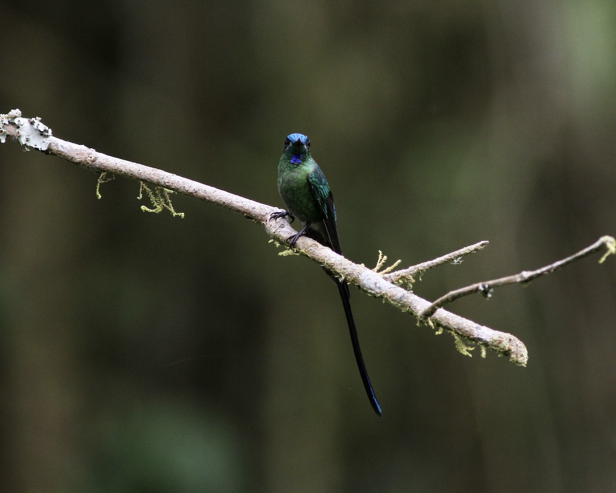 Long-tailed Sylph - ML461841231