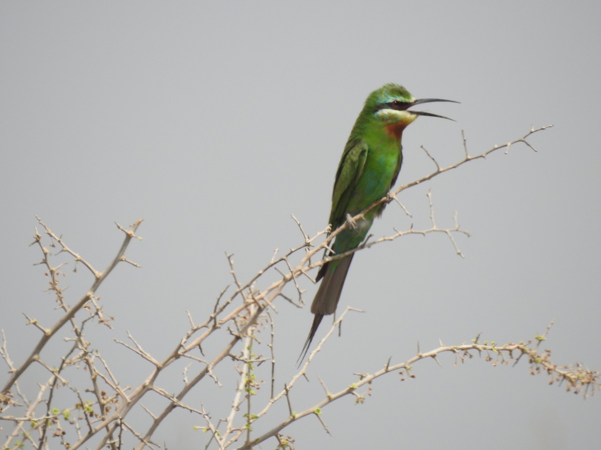 Blue-cheeked Bee-eater - ML461842351