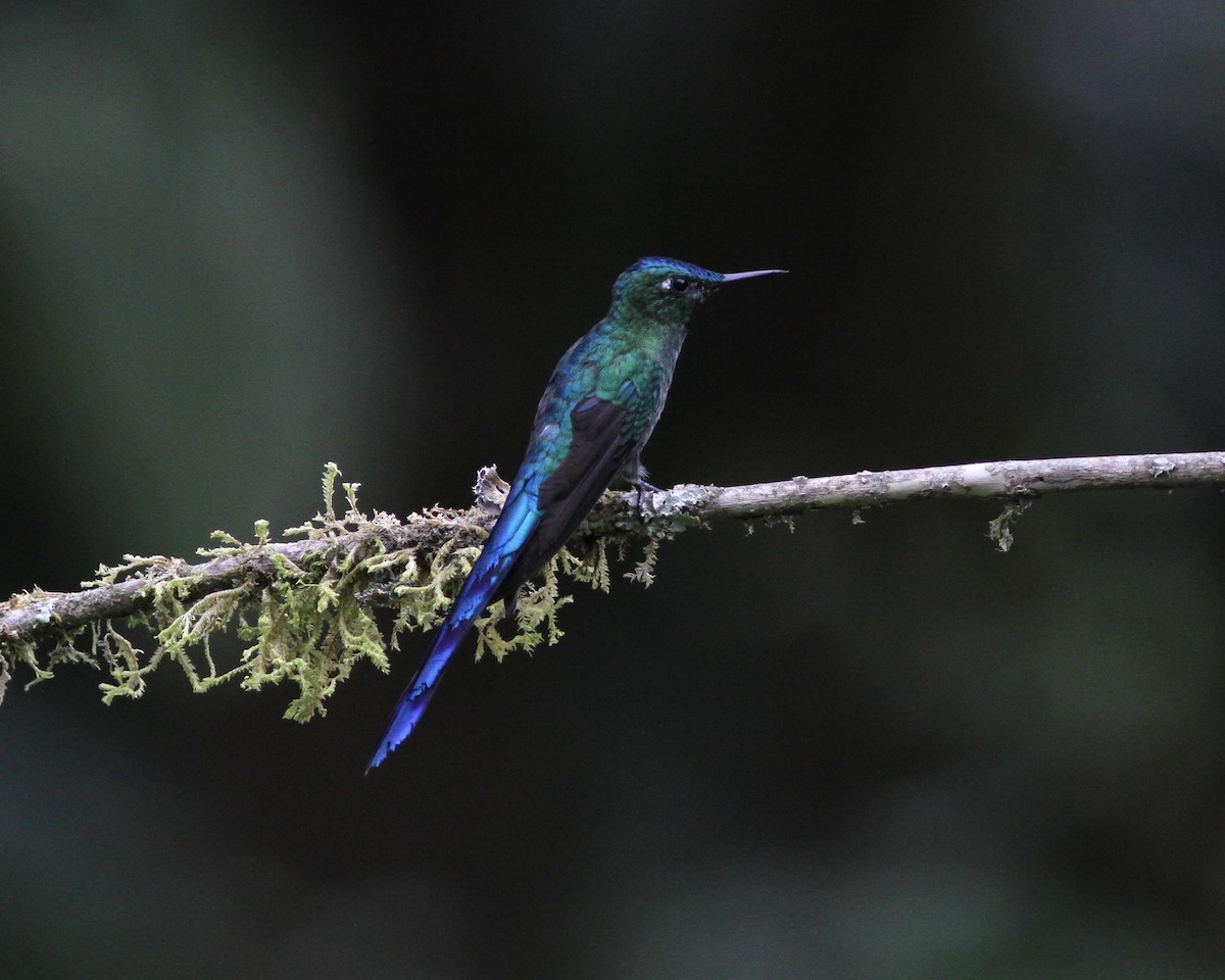 Long-tailed Sylph - ML461842501
