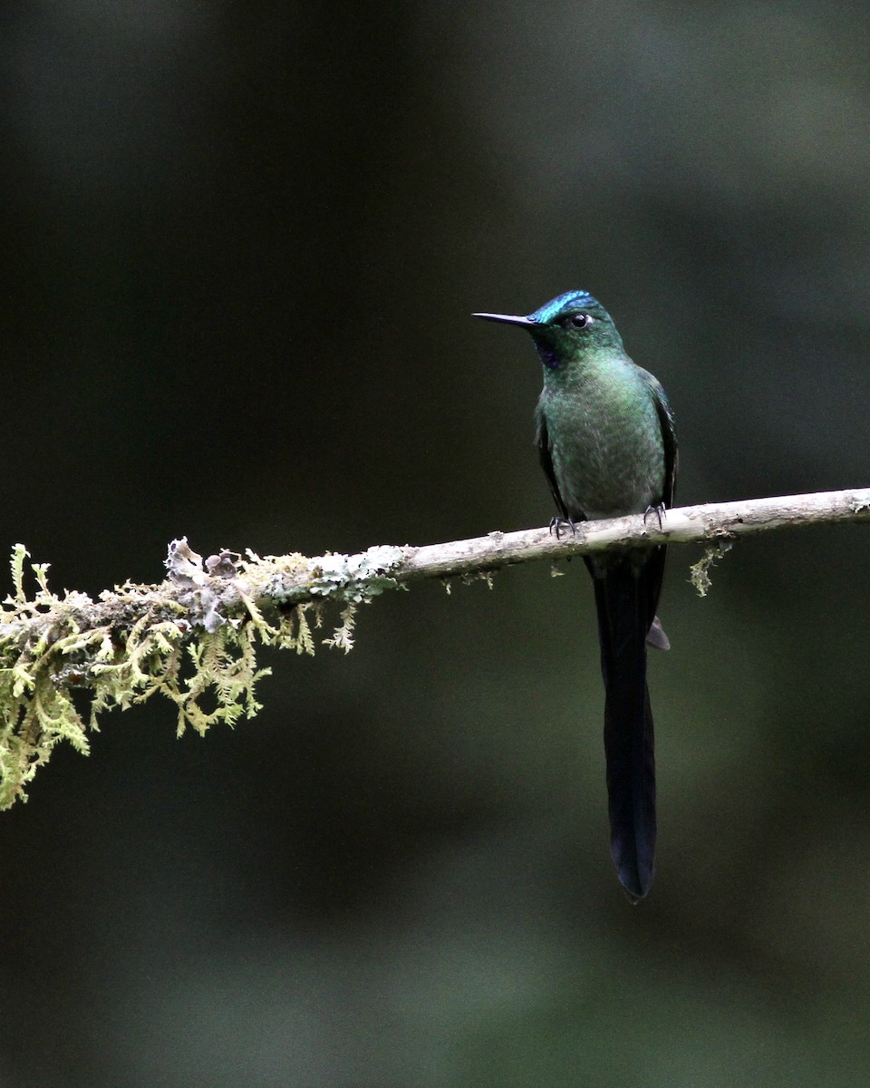 Long-tailed Sylph - ML461842531