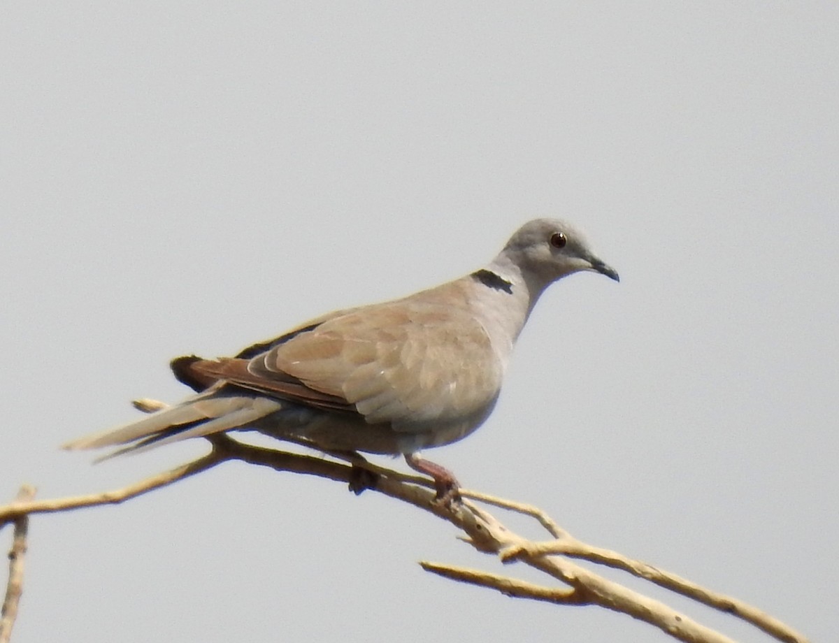 Eurasian Collared-Dove - ML461843331