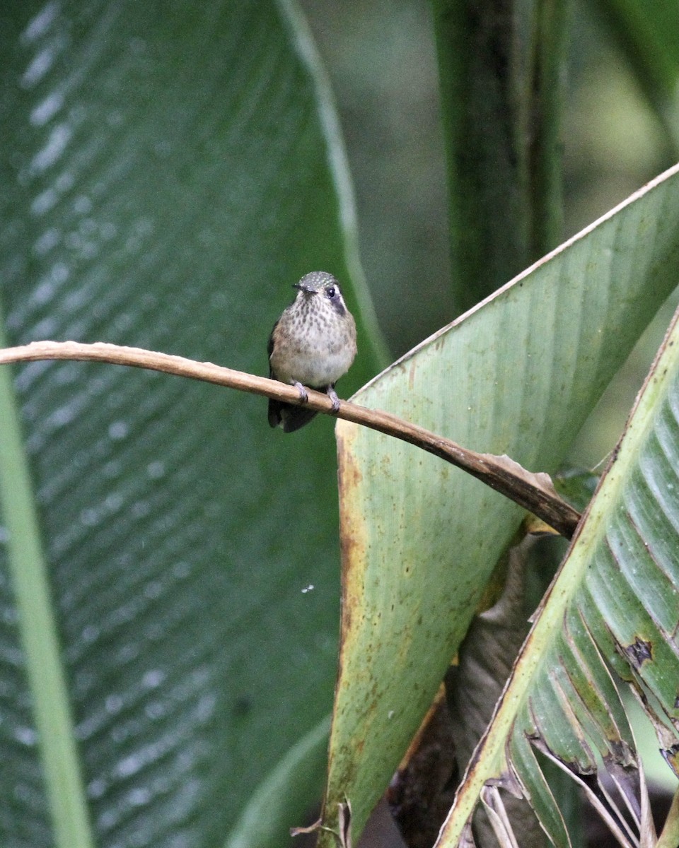 Speckled Hummingbird - ML461846271