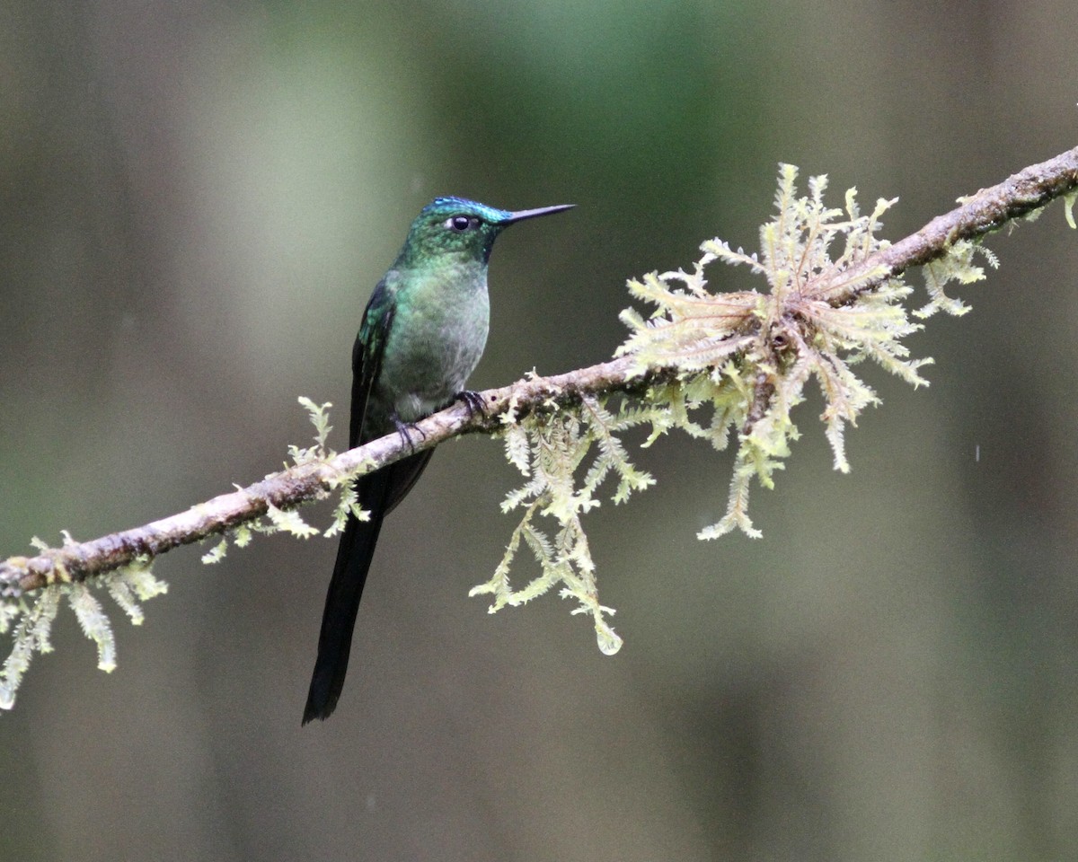 Long-tailed Sylph - ML461846321