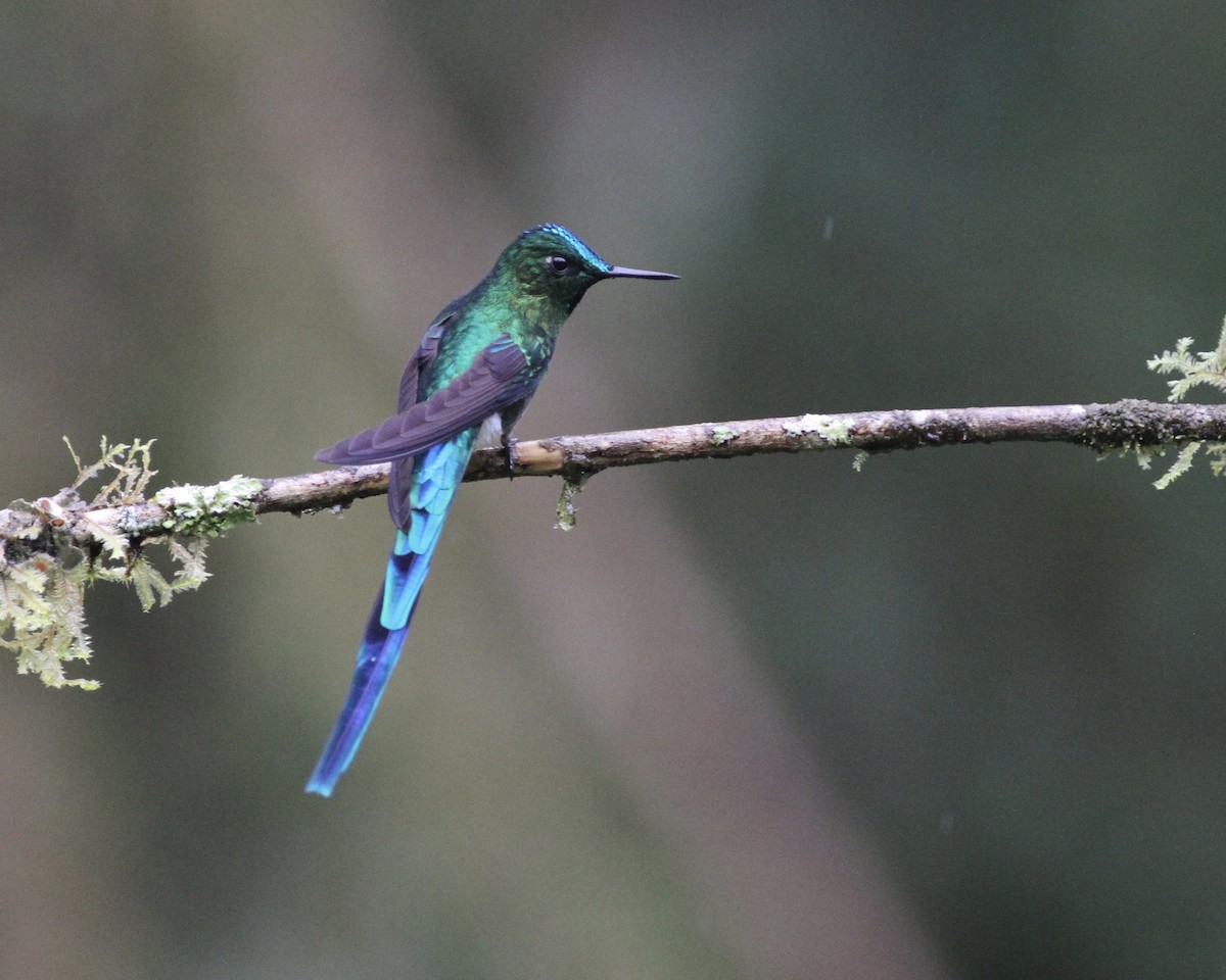 Long-tailed Sylph - ML461846381