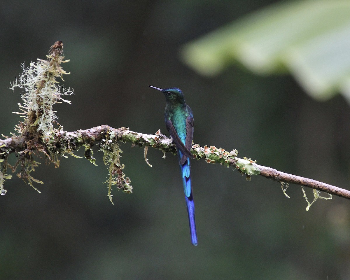 Long-tailed Sylph - ML461846811