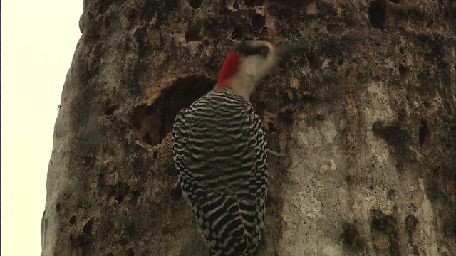 West Indian Woodpecker - ML461847