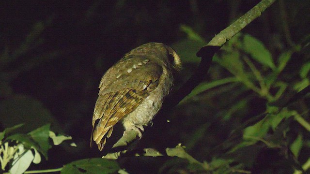 Rufescent Screech-Owl - ML461847001