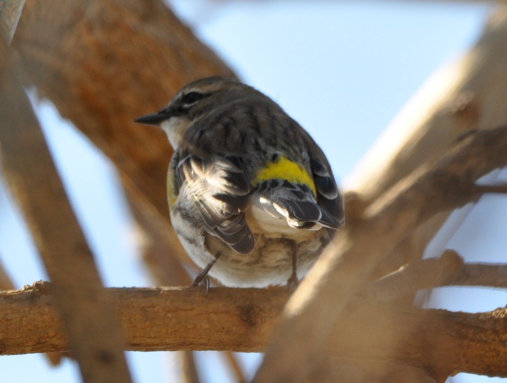 Yellow-rumped Warbler (Myrtle) - ML46184861