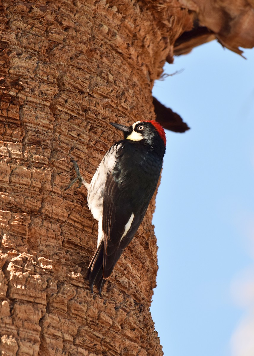 Acorn Woodpecker (Acorn) - ML46184921