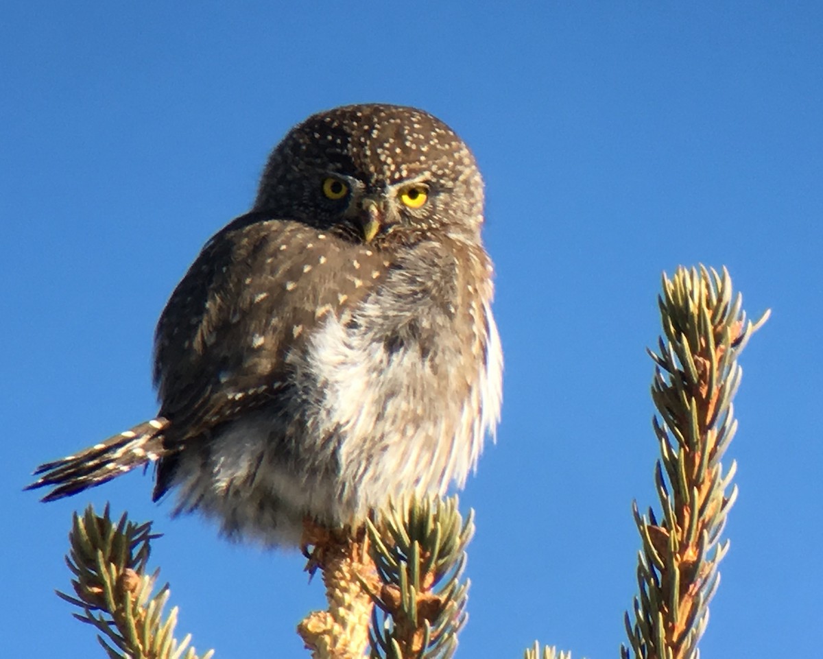 Northern Pygmy-Owl - Teresa Dolman