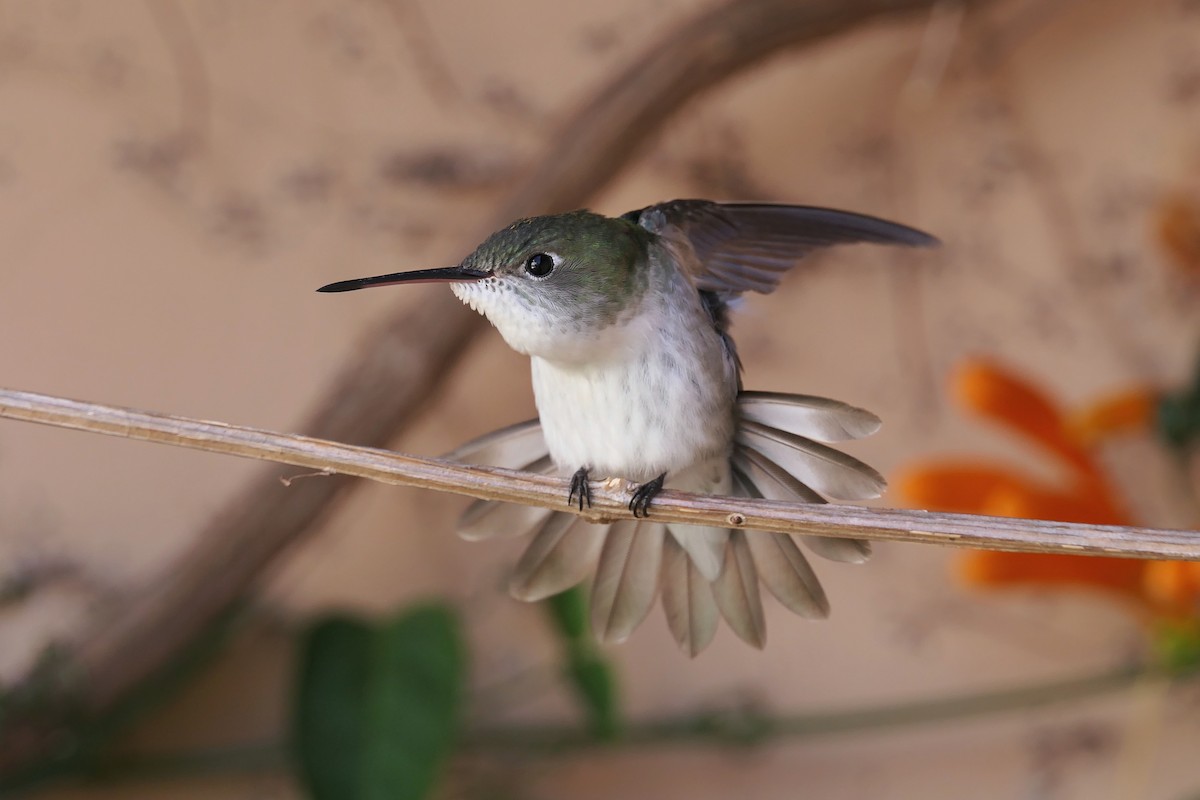 White-bellied Hummingbird - ML461851681