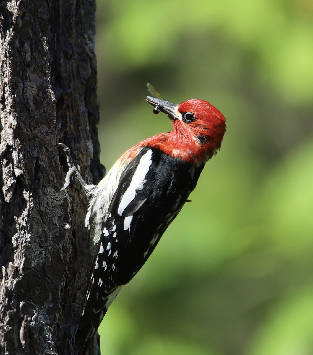 Red-breasted Sapsucker - ML461854841