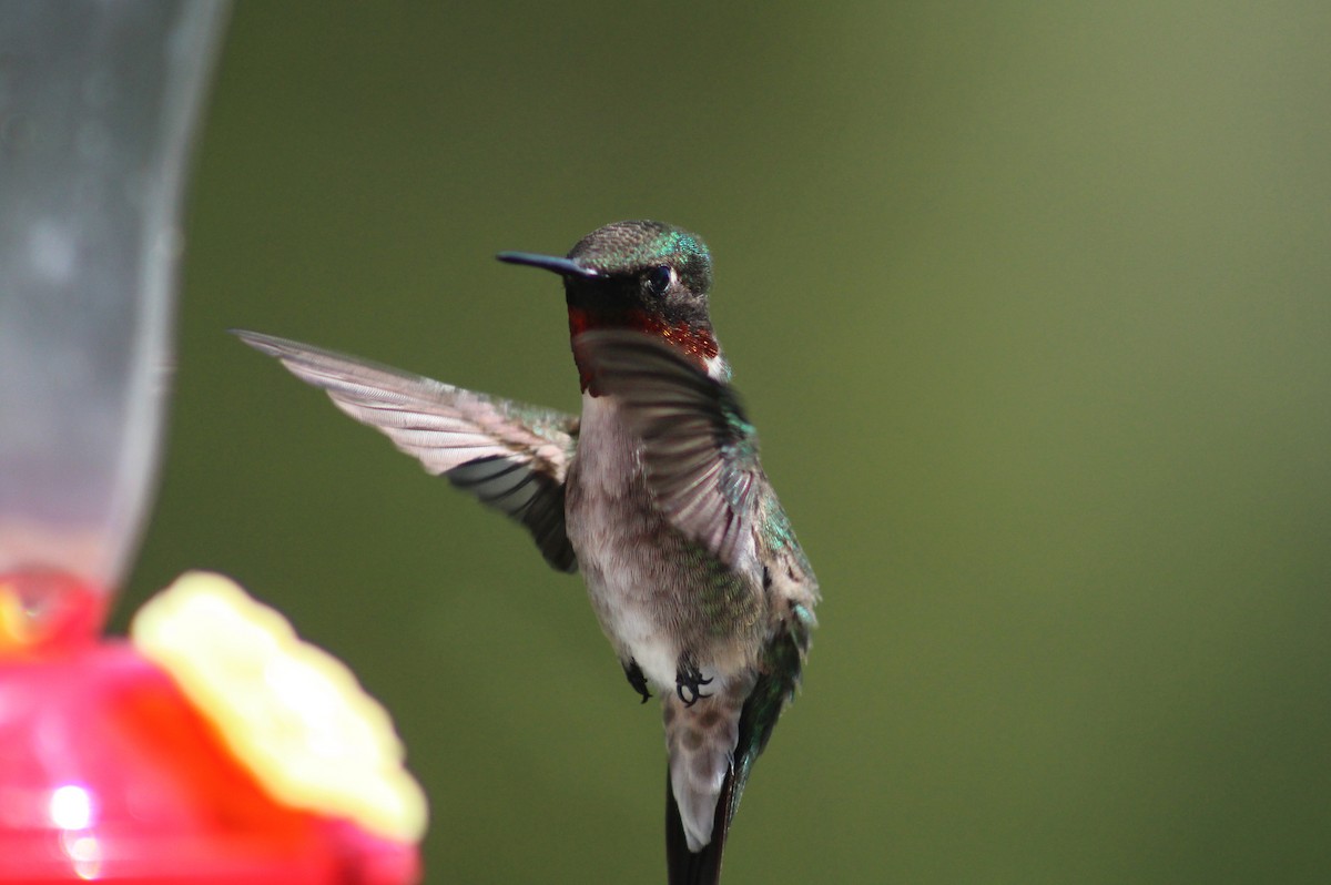 Ruby-throated Hummingbird - ML461861231