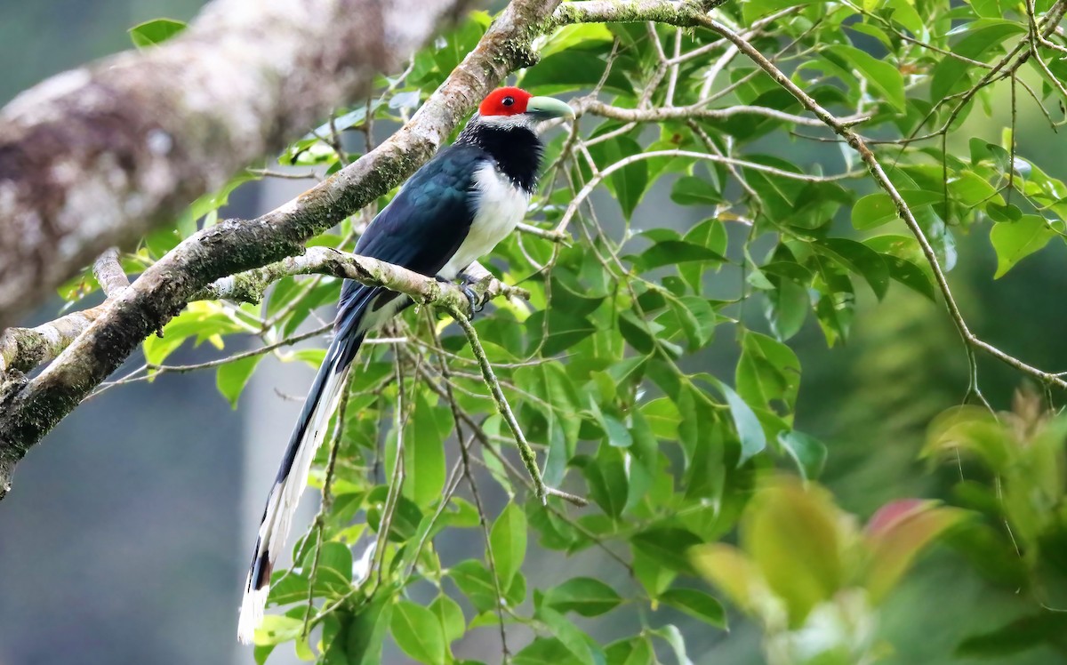 Red-faced Malkoha - ML461861721