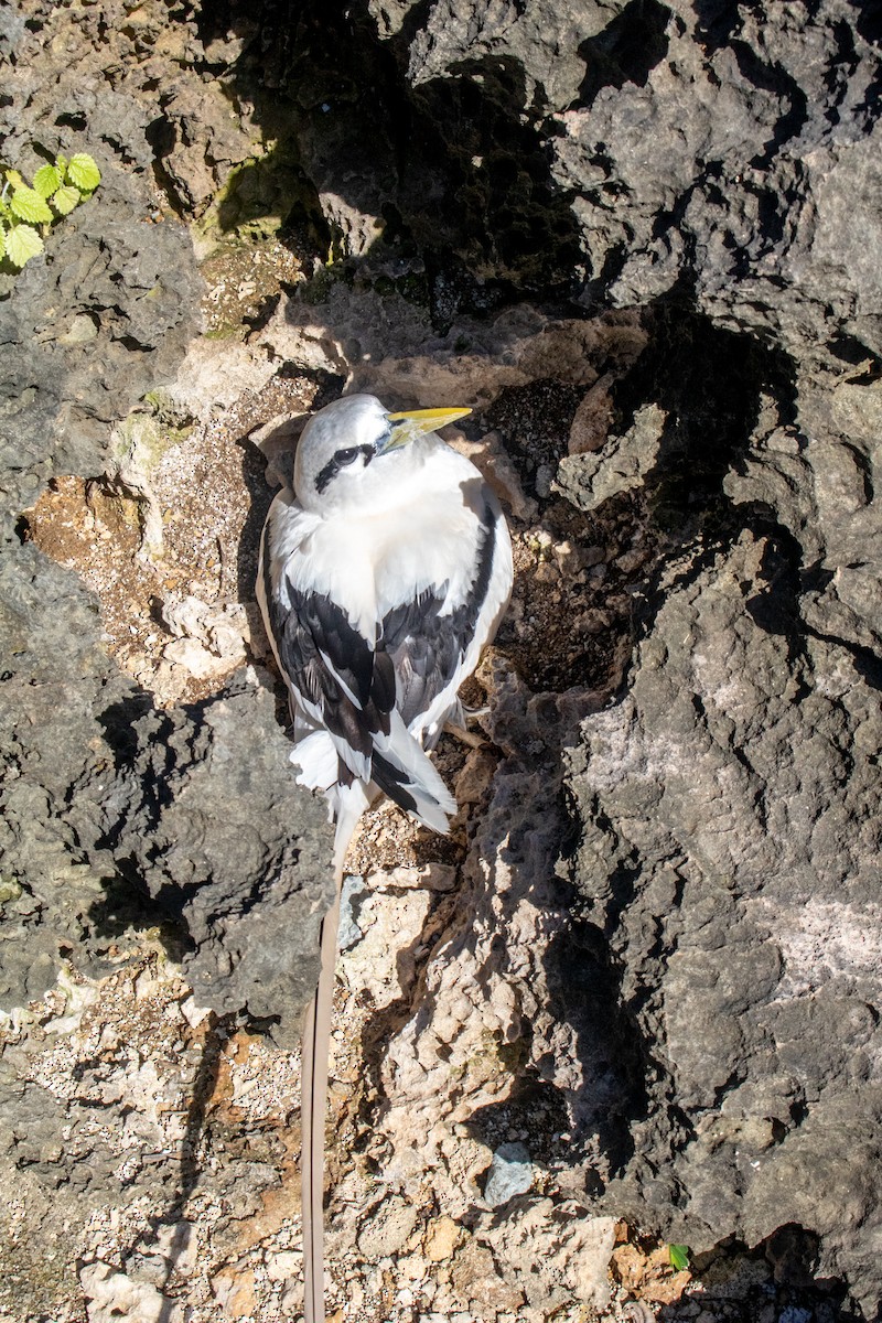 White-tailed Tropicbird - ML461863331