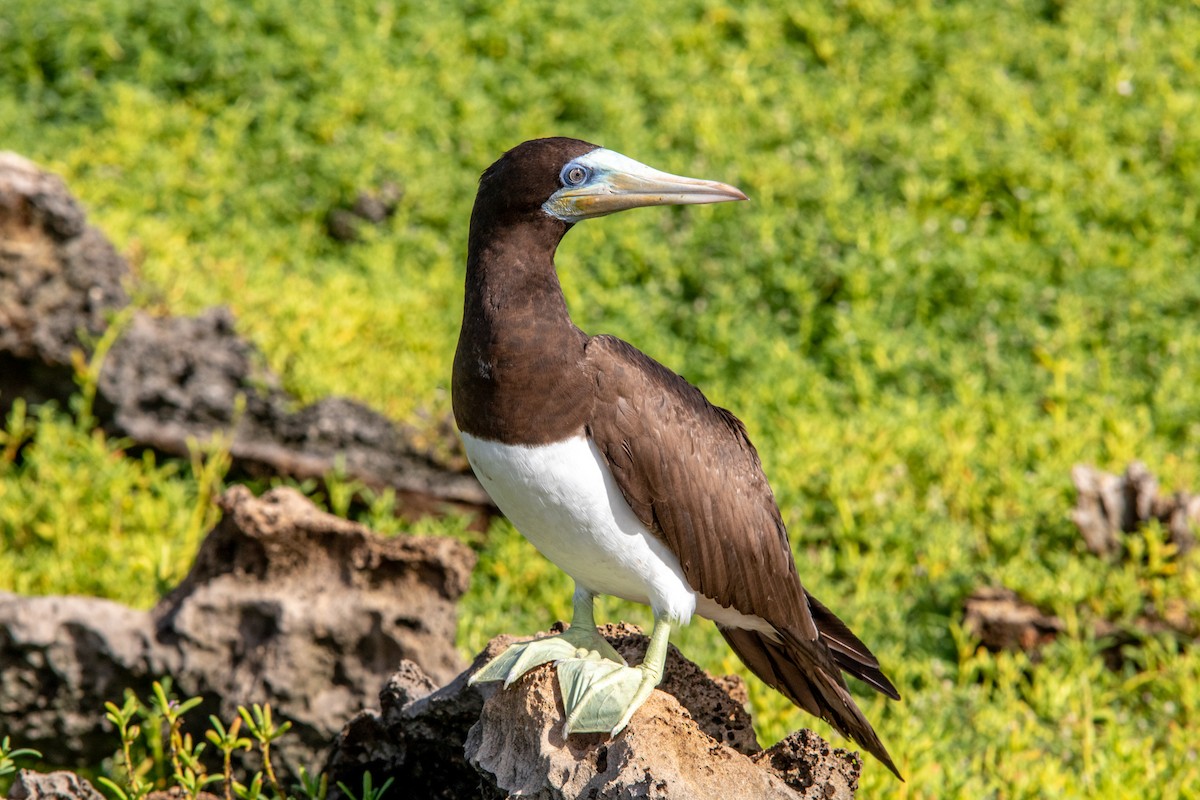 Brown Booby - ML461864201