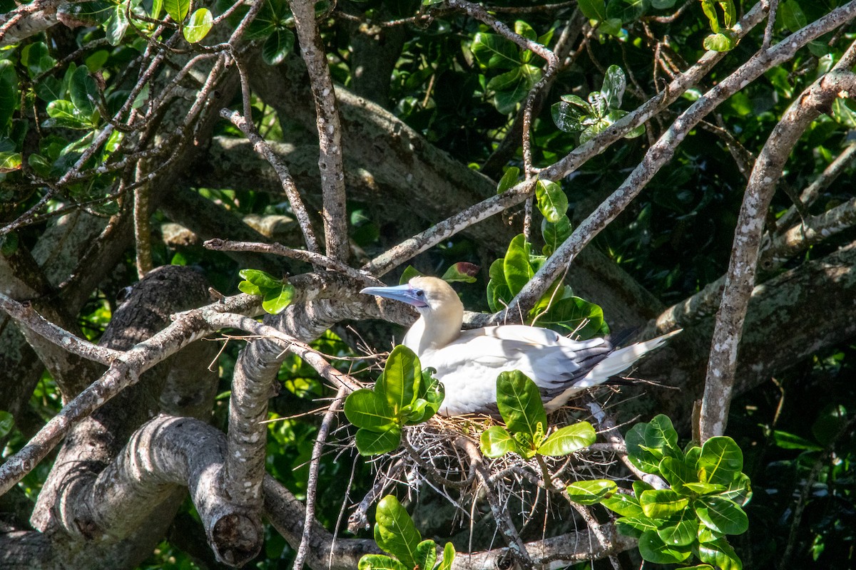 Red-footed Booby - ML461865431