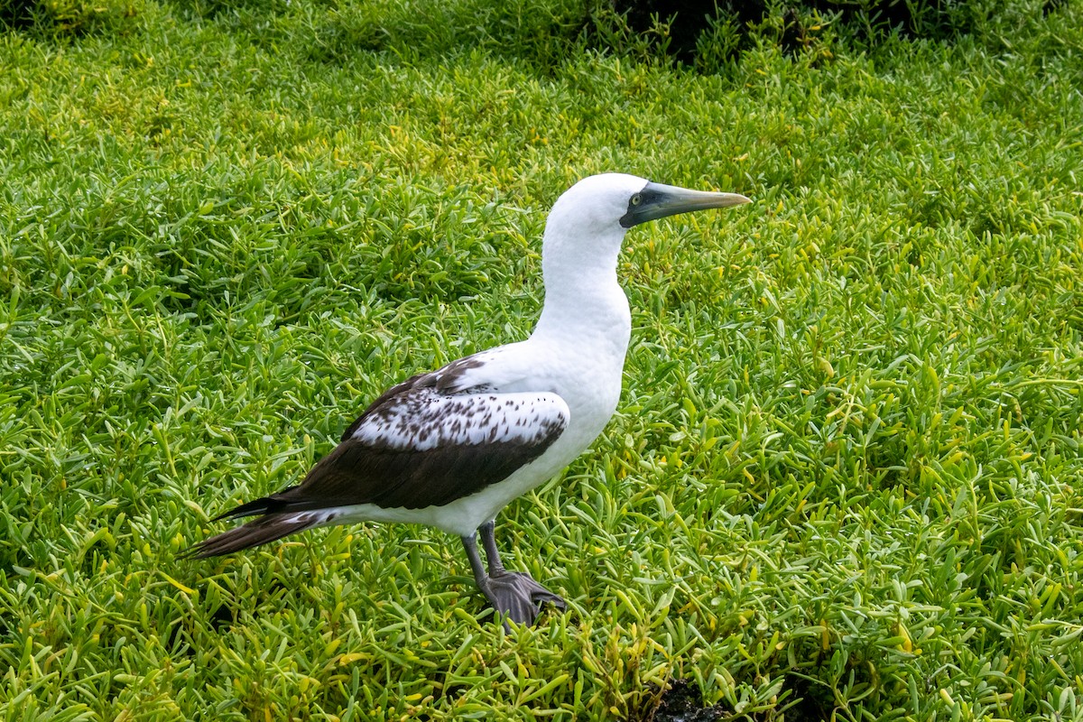 Masked Booby - ML461866641