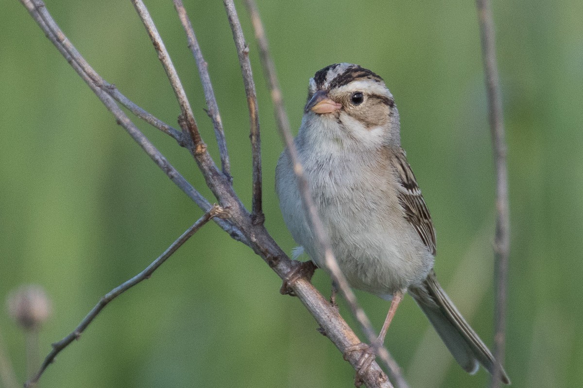 Clay-colored Sparrow - ML461866751