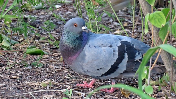 Rock Pigeon (Feral Pigeon) - ML46186991