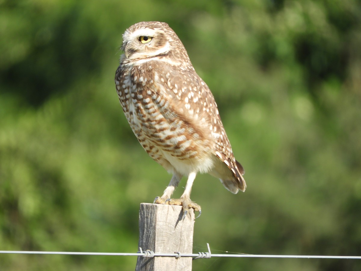 Burrowing Owl - ML461872181