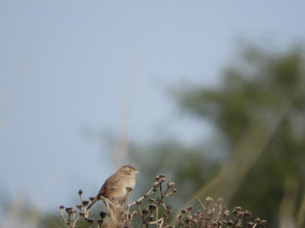 Grassland Sparrow - ML461872431
