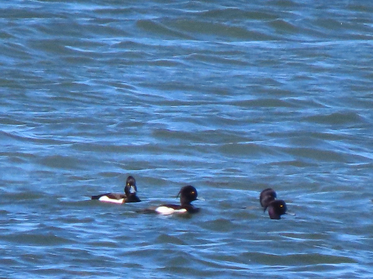 Tufted Duck - ML461872871
