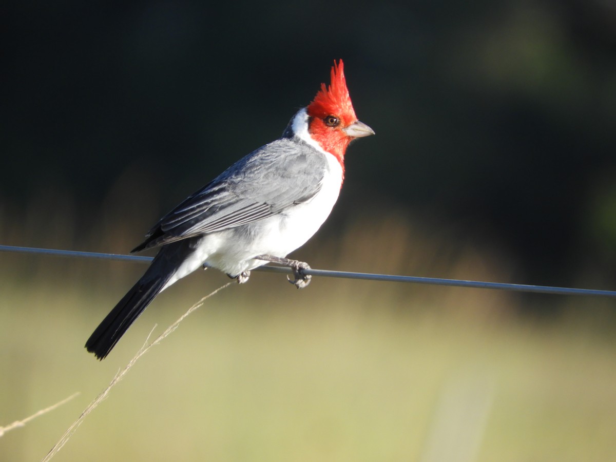 Red-crested Cardinal - ML461872881