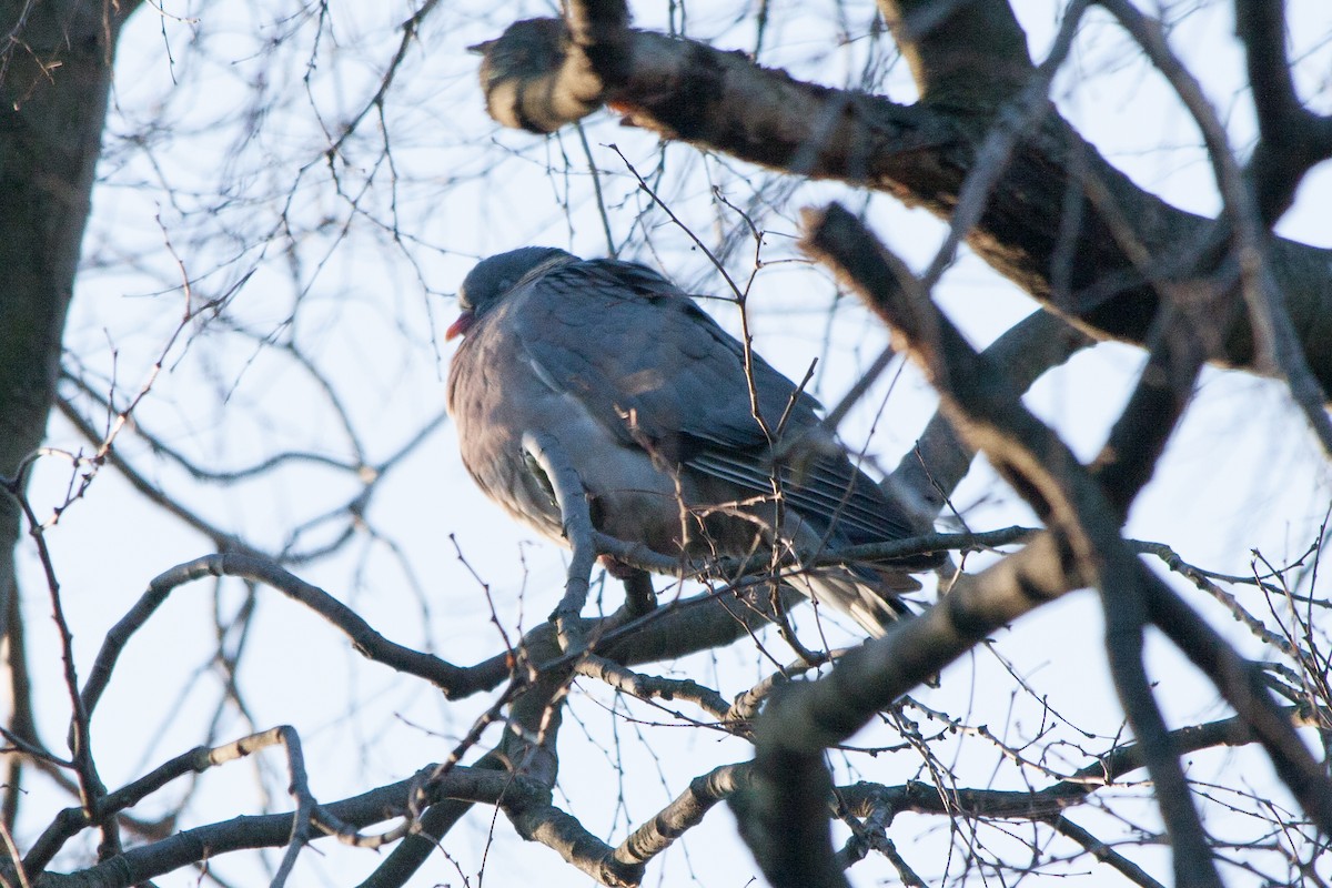 Common Wood-Pigeon (White-necked) - ML46187371