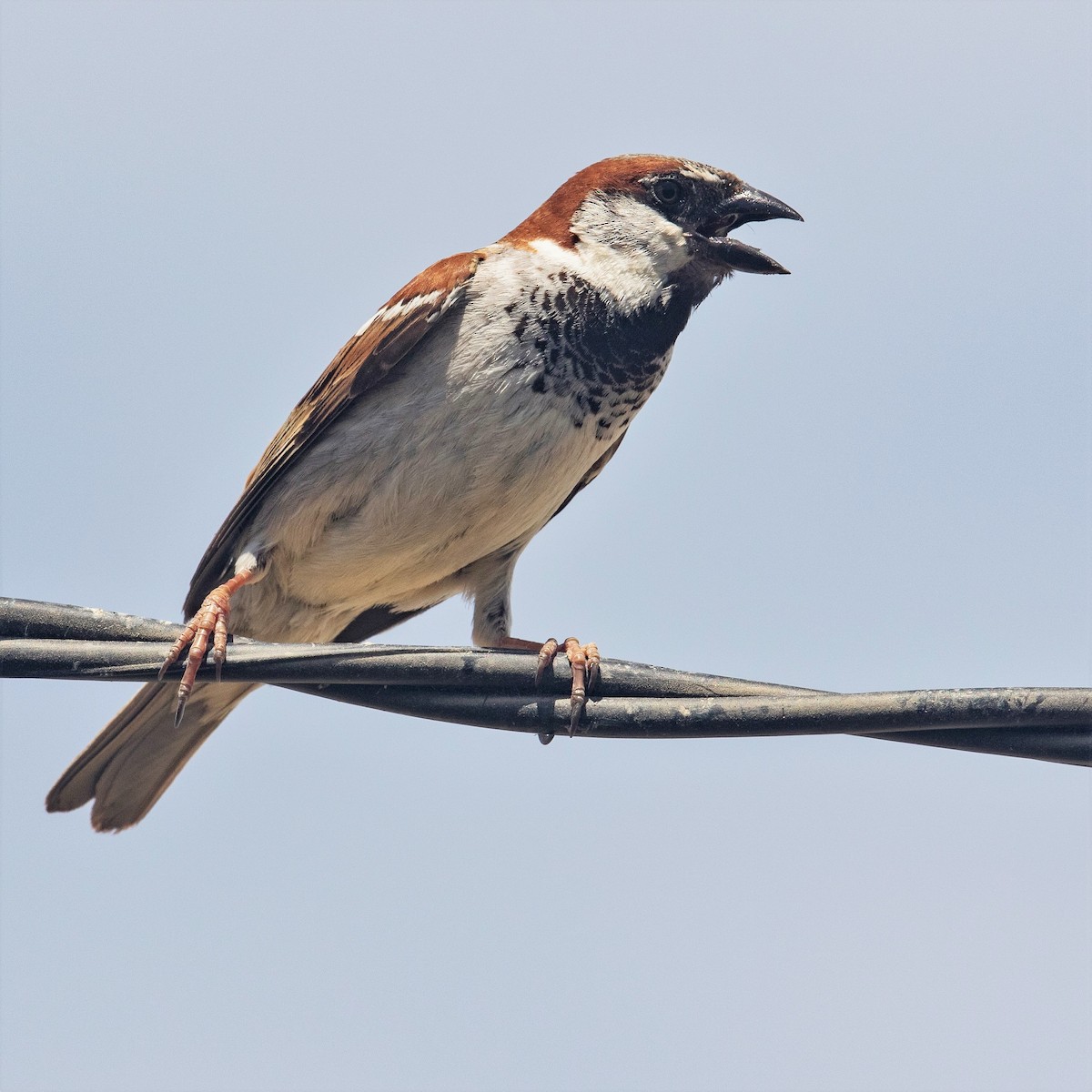 House Sparrow - Werner Suter