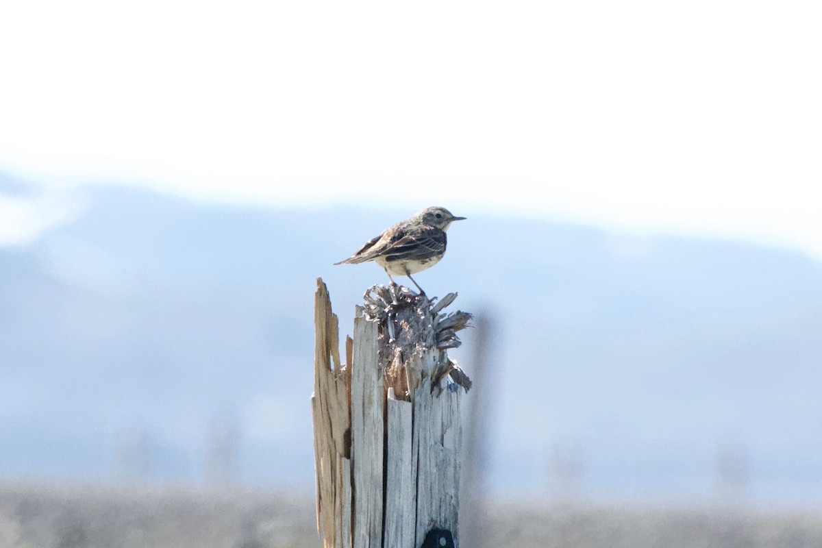 Meadow Pipit - ML461883371