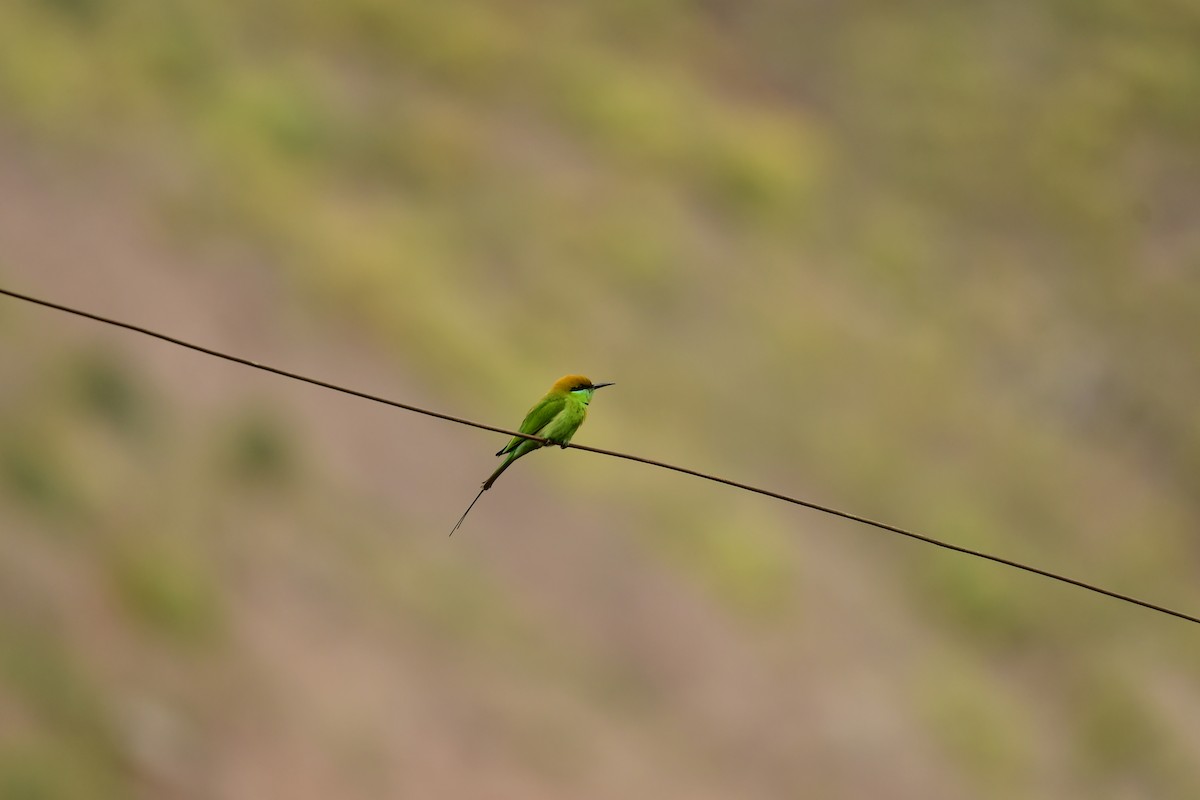 Asian Green Bee-eater - Angshuman Roychoudhury