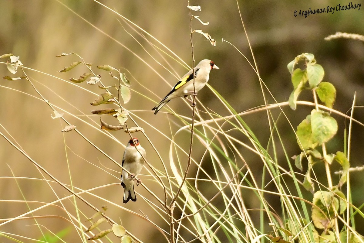European Goldfinch - Angshuman Roychoudhury