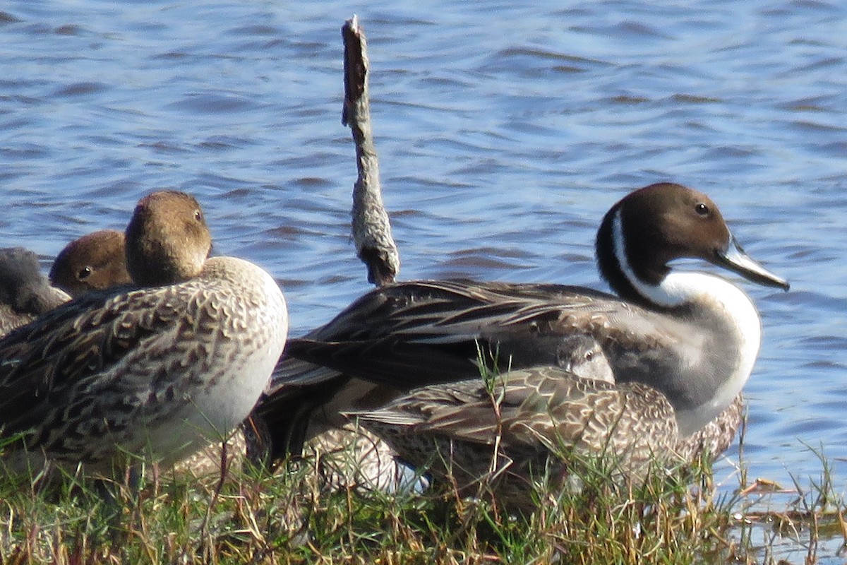 Northern Pintail - Sandy Morrissey