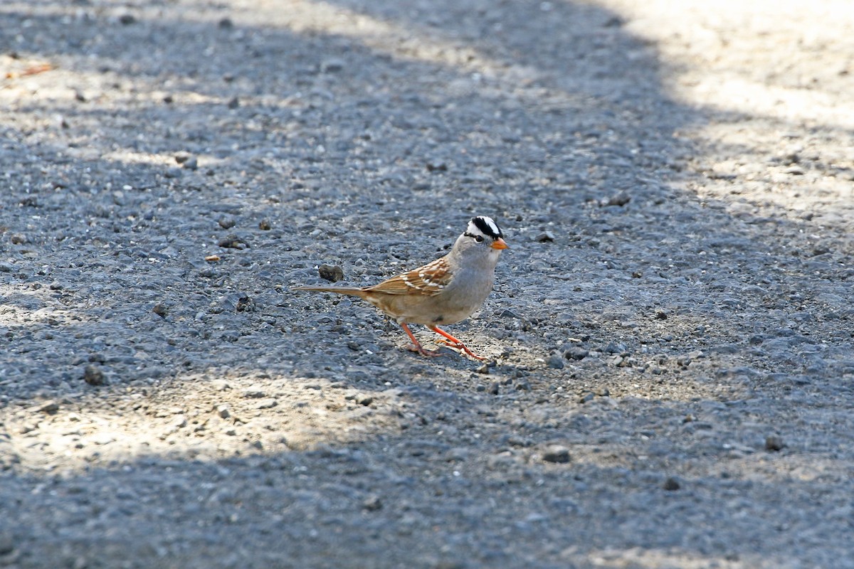 White-crowned Sparrow - ML461892891