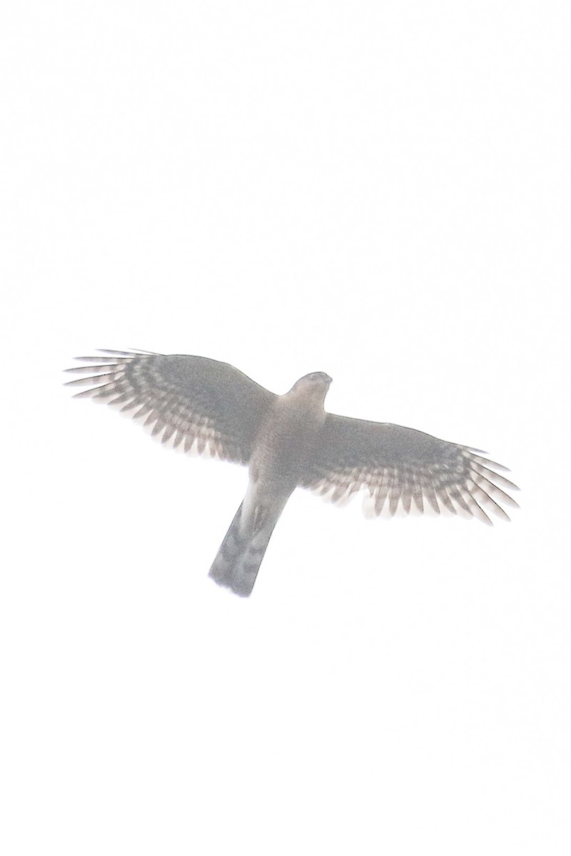 Eurasian Sparrowhawk - ML461897801