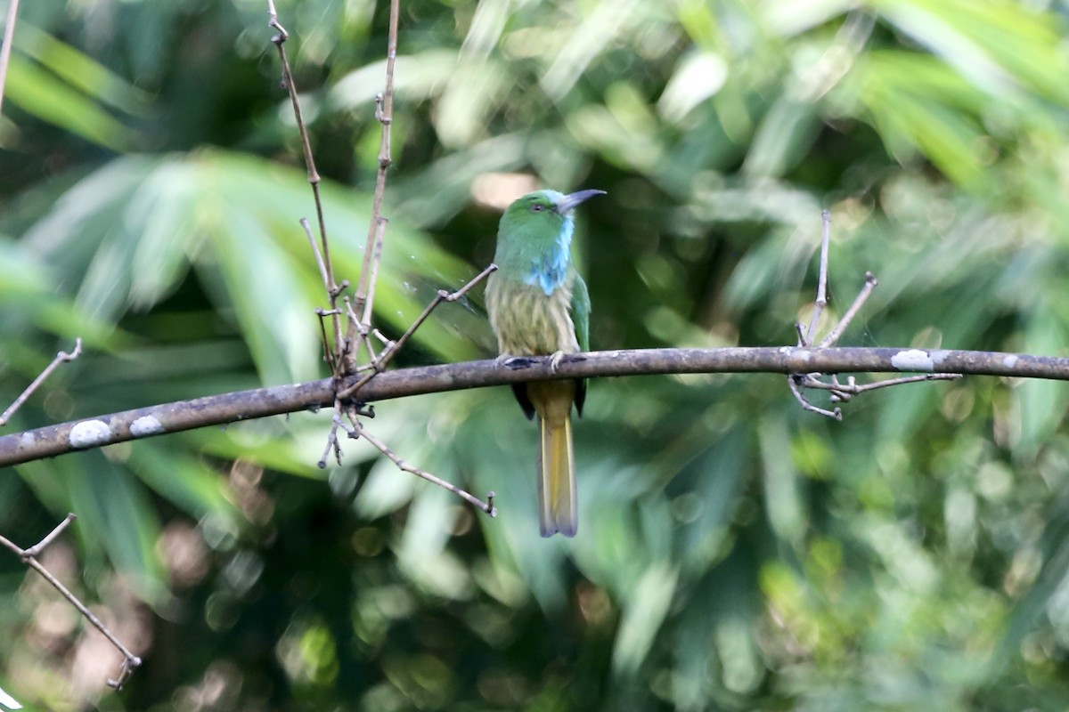 Blue-bearded Bee-eater - ML461899131