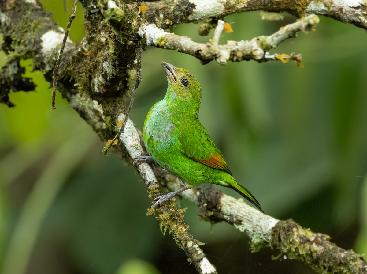Rufous-winged Tanager - ML461900011