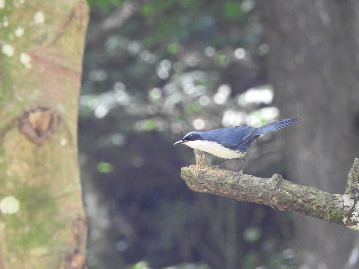Blue-and-white Mockingbird - ML461902051