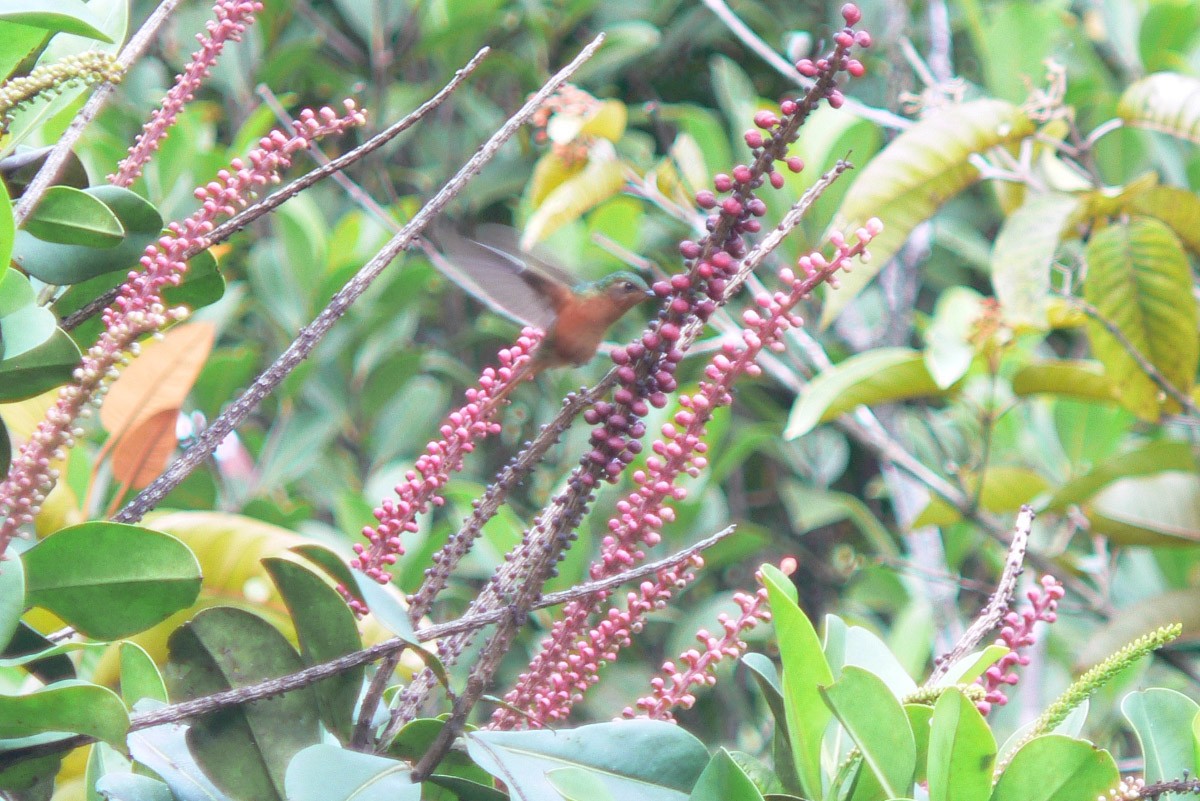 Rufous-breasted Sabrewing - ML46190991